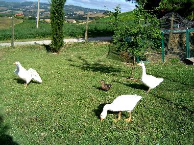 Casa de vacaciones en Cossignano (Ascoli Piceno)Casa de vacaciones