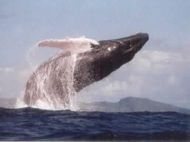 Casa de vacaciones en El Frances (Samana)Casa de vacaciones