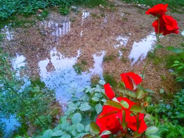 Cama y desayuno en Castejn de las Armas (Zaragoza)Casa de vacaciones