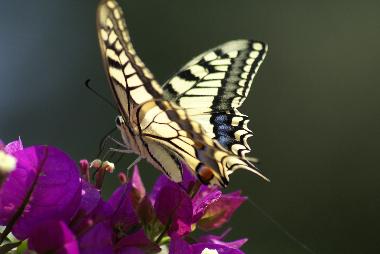 Casa de vacaciones en kritinia (Dodekanisos)Casa de vacaciones