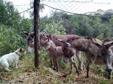 Villa en roma (Roma)Casa de vacaciones