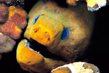 Apartamento de vacaciones en LE GOSIER (Guadeloupe)Casa de vacaciones