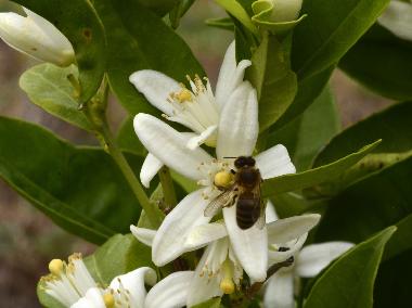 Casa de vacaciones en Vlez Mlaga (Mlaga)Casa de vacaciones