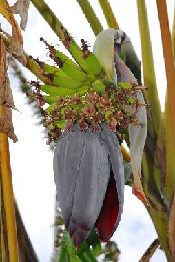 Casa de vacaciones en Vlez Mlaga (Mlaga)Casa de vacaciones