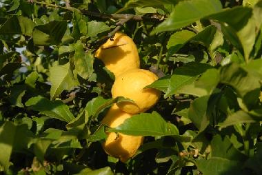 Casa de vacaciones en Vlez Mlaga (Mlaga)Casa de vacaciones