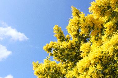 Casa de vacaciones en Cap-Ferret (Gironde)Casa de vacaciones