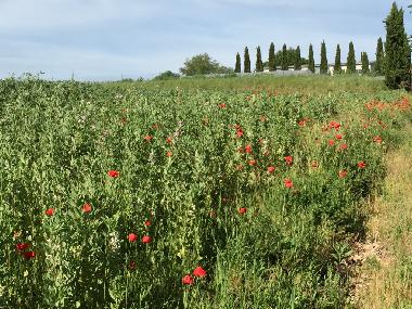 Apartamento de vacaciones en Lucignano (Siena)Casa de vacaciones