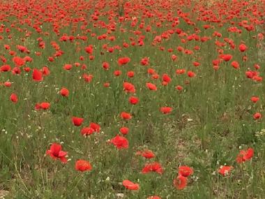 Apartamento de vacaciones en Lucignano (Siena)Casa de vacaciones