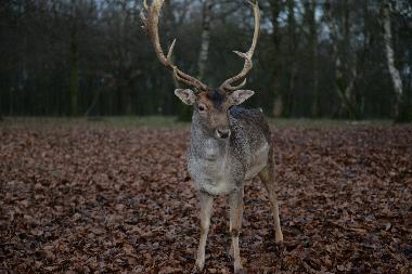 Casa de vacaciones en saint jean chambre (Ard�che)Casa de vacaciones