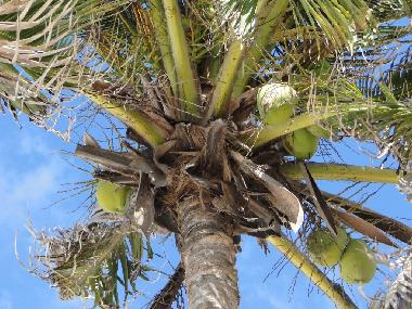 Casa de vacaciones en Grote Berg (Curacao)Casa de vacaciones