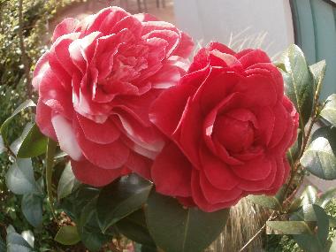 Apartamento de vacaciones en Rovinj (Istarska)Casa de vacaciones