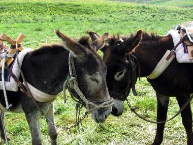 Casa de vacaciones en Norcia (Perugia)Casa de vacaciones