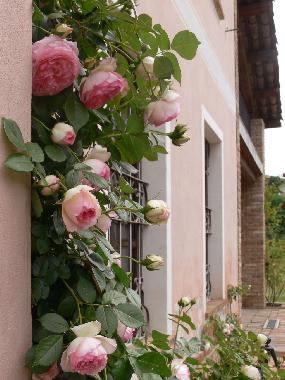 Casa de vacaciones en Vaglio Serra (Asti)Casa de vacaciones