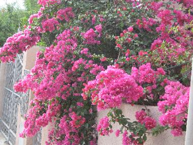 Apartamento de vacaciones en Tore del Pozzo (Oristano)Casa de vacaciones