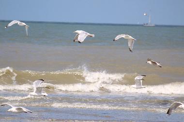 Chalet en Bredene (Flandes)Casa de vacaciones