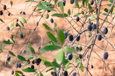 Casa de vacaciones en Quelfes (Algarve)Casa de vacaciones