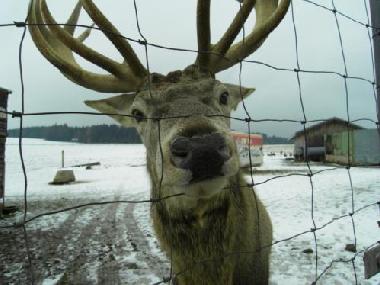 Apartamento de vacaciones en Falkenstein (Oberpfalz)Casa de vacaciones