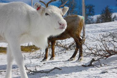 Casa de vacaciones en Svenstavik-Gal�bodarna (J�mtland)Casa de vacaciones