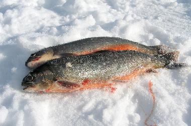 Casa de vacaciones en Svenstavik-Gal�bodarna (J�mtland)Casa de vacaciones