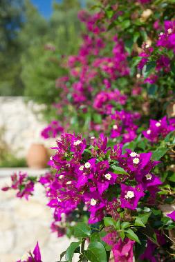 Apartamento de vacaciones en Mola Kaliva (Chalkidiki)Casa de vacaciones