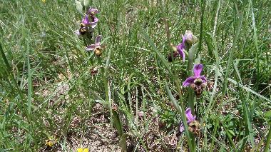 Apartamento de vacaciones en St Julien du Puy (Tarn)Casa de vacaciones