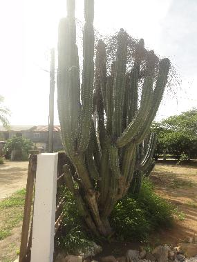 Casa de vacaciones en Noord (Aruba)Casa de vacaciones