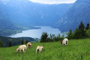 Villa en Bohinj (Bohinj)Casa de vacaciones