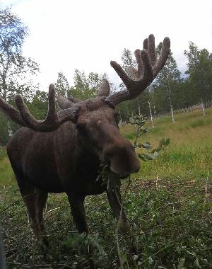 Casa de vacaciones en Snasa (Nord-Trondelag)Casa de vacaciones