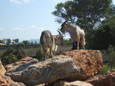 Casa de vacaciones en Can Picafort/ Santa Margalida (Mallorca)Casa de vacaciones