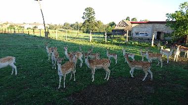 Apartamento de vacaciones en Topczewo (Podlaskie)Casa de vacaciones