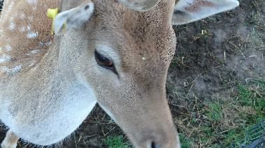 Apartamento de vacaciones en Topczewo (Podlaskie)Casa de vacaciones