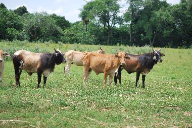 Casa de vacaciones en Villeta (Central)Casa de vacaciones