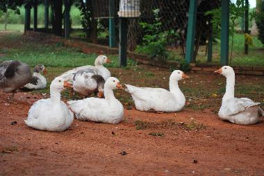 Casa de vacaciones en Villeta (Central)Casa de vacaciones