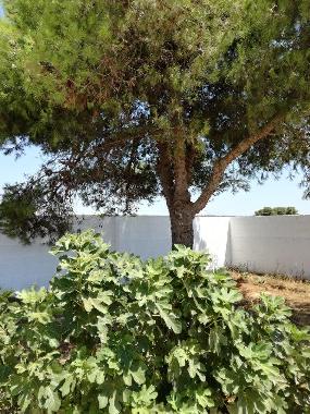 Casa de vacaciones en san pietro in bevagna (Taranto)Casa de vacaciones