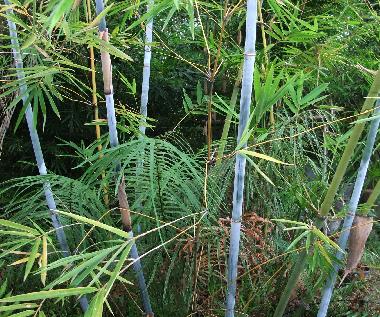 Casa de vacaciones en Chiang Mai (Chiang Mai)Casa de vacaciones