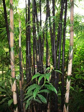 Casa de vacaciones en Chiang Mai (Chiang Mai)Casa de vacaciones