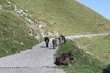 Chalet en porlezza (Como)Casa de vacaciones