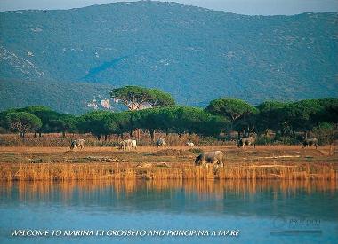 Apartamento de vacaciones en CASTIGLIONE DELLA PESCAIA / PRINCIPINA A MARE (Gro (Grosseto)Casa de vacaciones
