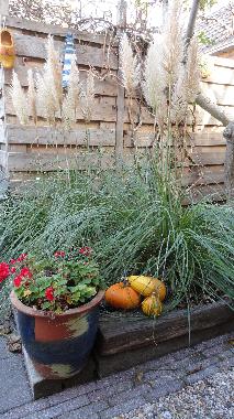 Casa de vacaciones en Egmond aan Zee (Noord-Holland)Casa de vacaciones