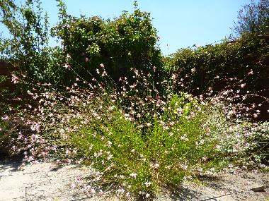Casa de vacaciones en Lezignan Corbieres (Aude)Casa de vacaciones