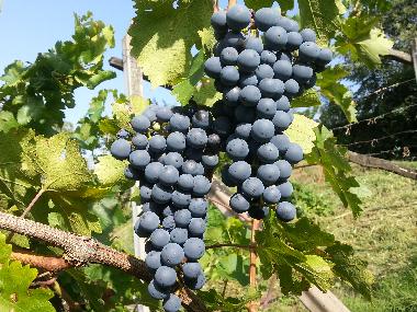 Apartamento de vacaciones en Dorf Tirol  (Bolzano-Bozen)Casa de vacaciones