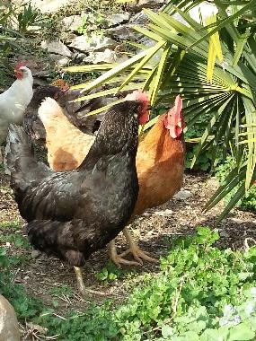 Apartamento de vacaciones en Dorf Tirol  (Bolzano-Bozen)Casa de vacaciones