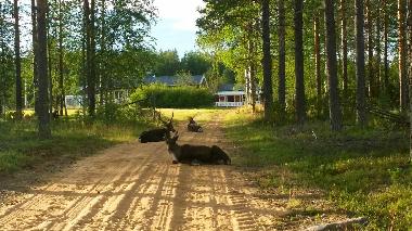 Casa de vacaciones en Lansj�rv �nges� Aspberg (Norrbotten)Casa de vacaciones