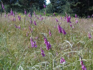 Casa de vacaciones en Saint-Jeure d