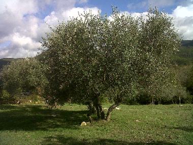 Apartamento de vacaciones en Castellina Marittima (Pisa)Casa de vacaciones