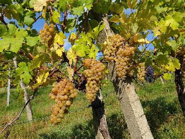 Apartamento de vacaciones en Klosterneuburg, Kritzendorf (Wiener Umland/Nordteil)Casa de vacaciones