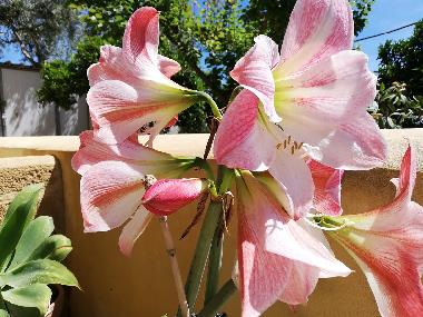 Casa de vacaciones en Castelvetrano (Selinunt) (Trapani)Casa de vacaciones