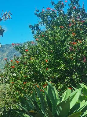 Casa de vacaciones en Los Llanos (La Palma und El Hierro)Casa de vacaciones