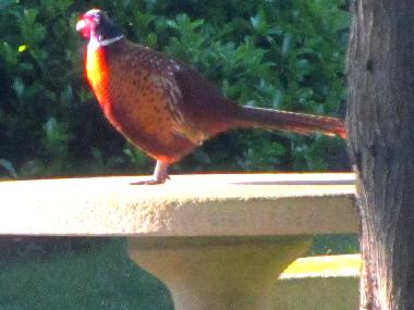 Apartamento de vacaciones en Plouguerneau (Finist�re)Casa de vacaciones